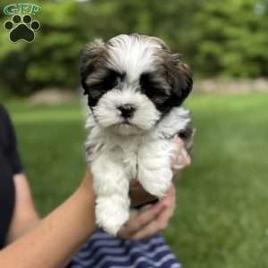 Bentley, Teddy Bear Puppy