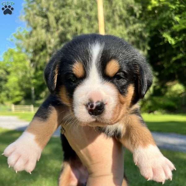 Baxter, Greater Swiss Mountain Dog Puppy
