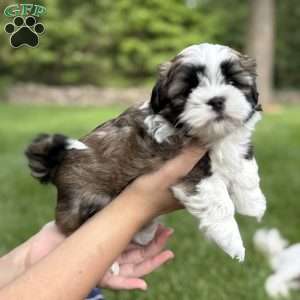 Bentley, Teddy Bear Puppy