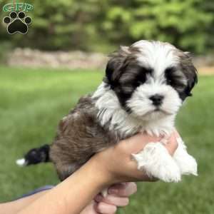 Bentley, Teddy Bear Puppy