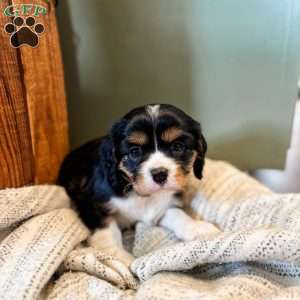 Bluey, Cavalier King Charles Spaniel Puppy