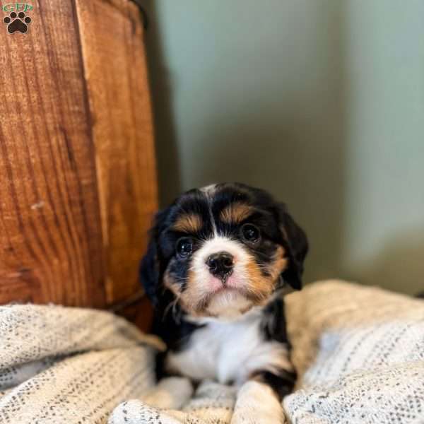 Bluey, Cavalier King Charles Spaniel Puppy