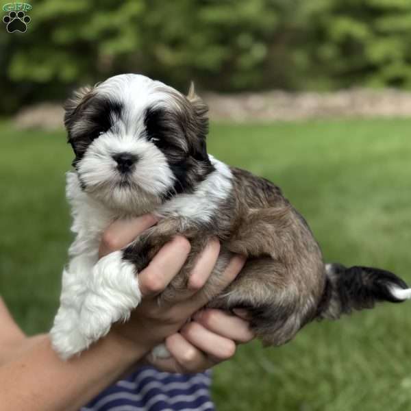 Bentley, Teddy Bear Puppy