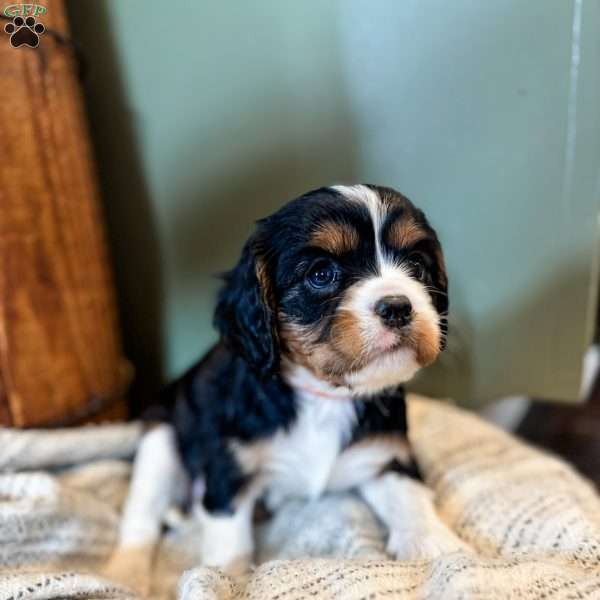 Bingo, Cavalier King Charles Spaniel Puppy