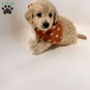 Bear, Mini Goldendoodle Puppy