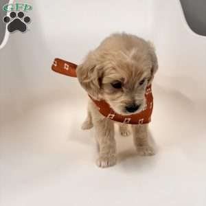 Bear, Mini Goldendoodle Puppy