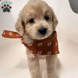 Bear, Mini Goldendoodle Puppy