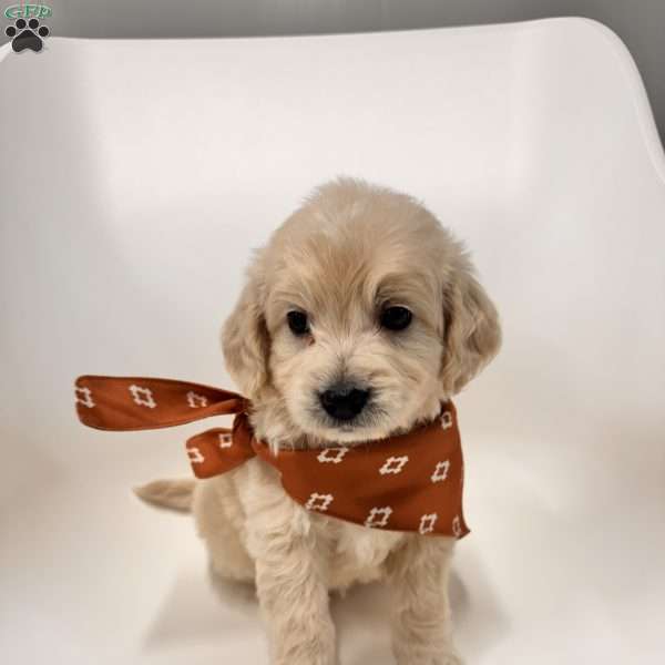 Bear, Mini Goldendoodle Puppy