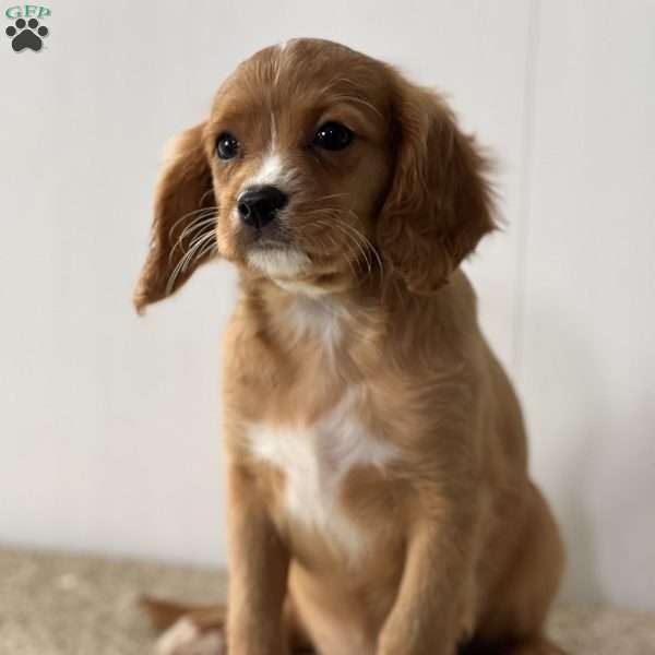 Farrah, Cavapoo Puppy