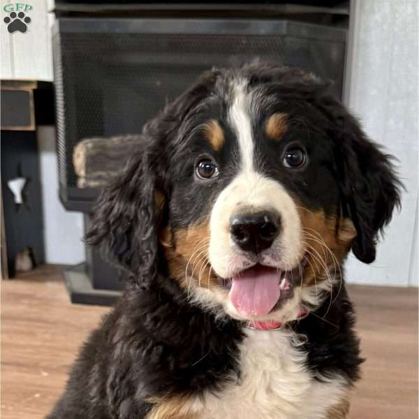 Uma, Bernese Mountain Dog Puppy