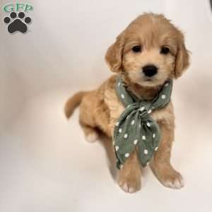 Bay, Mini Goldendoodle Puppy