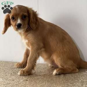 Farrah, Cavapoo Puppy