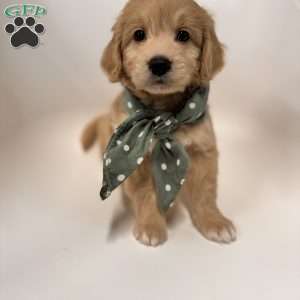 Bay, Mini Goldendoodle Puppy