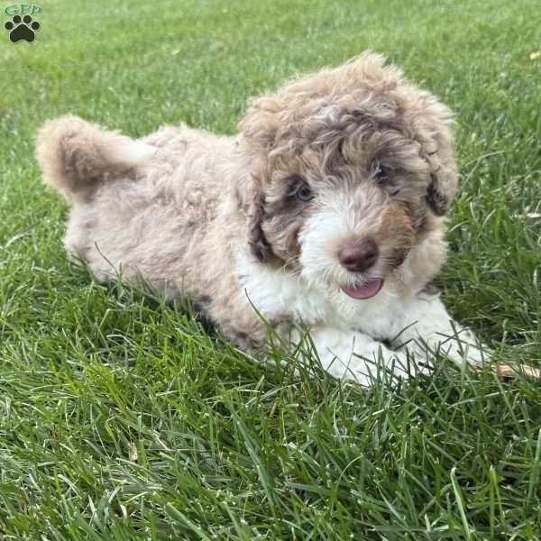 Luna, Mini Bernedoodle Puppy