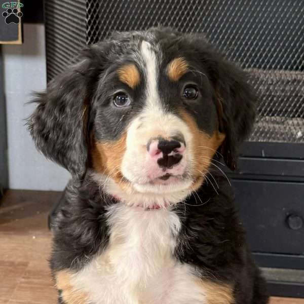 Ulysses, Bernese Mountain Dog Puppy