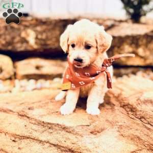 Bear, Mini Goldendoodle Puppy