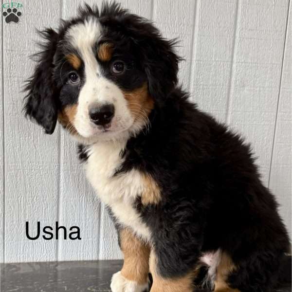 Usha, Bernese Mountain Dog Puppy