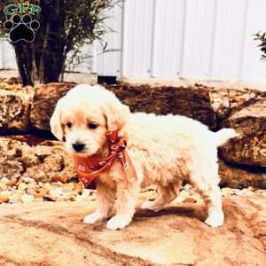Bear, Mini Goldendoodle Puppy