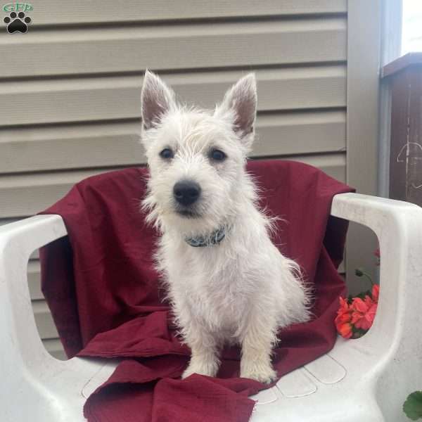 Bradley, West Highland Terrier Puppy