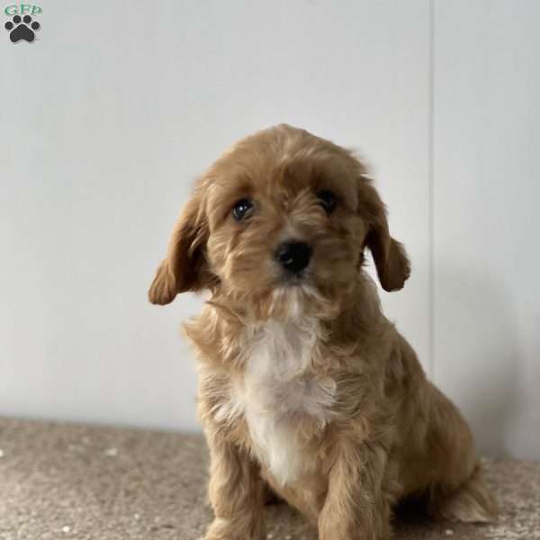 Fairy, Cavapoo Puppy