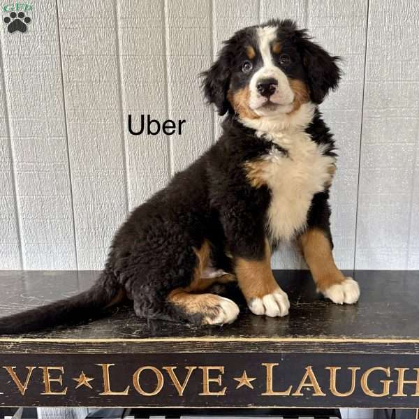Uber, Bernese Mountain Dog Puppy
