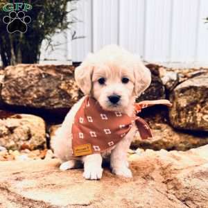 Bear, Mini Goldendoodle Puppy