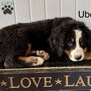 Uber, Bernese Mountain Dog Puppy