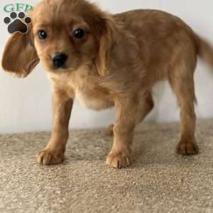Frank, Cavapoo Puppy