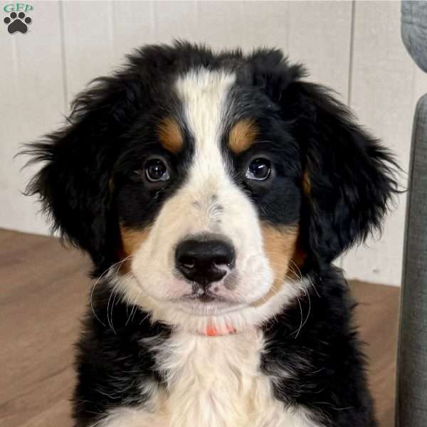 Ursula, Bernese Mountain Dog Puppy