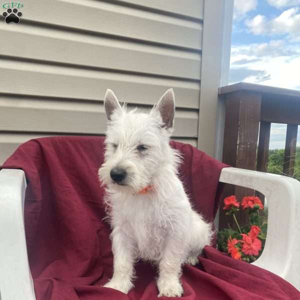 Brent, West Highland Terrier Puppy