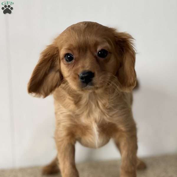 Frank, Cavapoo Puppy