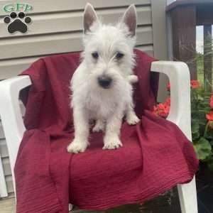 Brent, West Highland Terrier Puppy