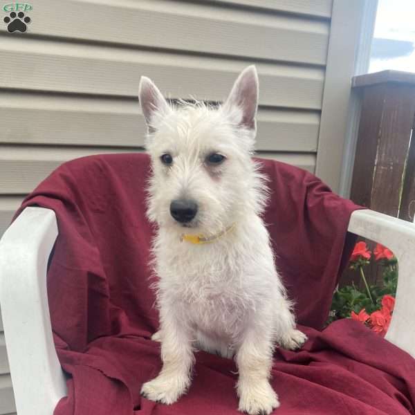 Blake, West Highland Terrier Puppy