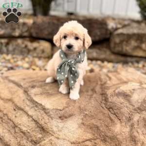 Bay, Mini Goldendoodle Puppy