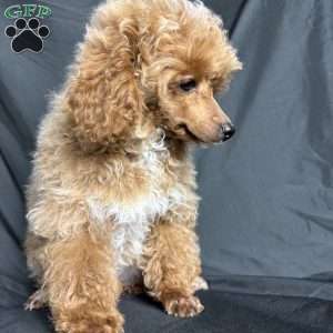 Rada, Toy Poodle Puppy