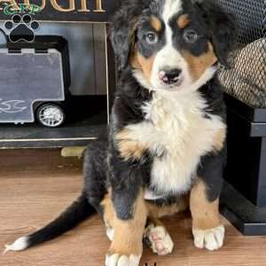Umara, Bernese Mountain Dog Puppy