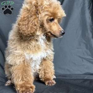 Rada, Toy Poodle Puppy