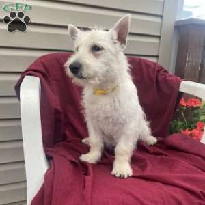 Blake, West Highland Terrier Puppy