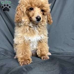 Rada, Toy Poodle Puppy