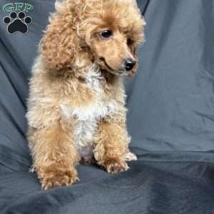 Rada, Toy Poodle Puppy