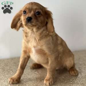 Freddie, Cavapoo Puppy