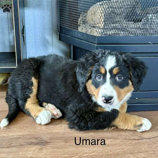 Umara, Bernese Mountain Dog Puppy