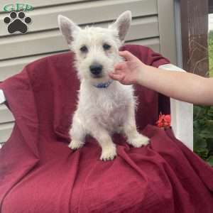 Benson, West Highland Terrier Puppy