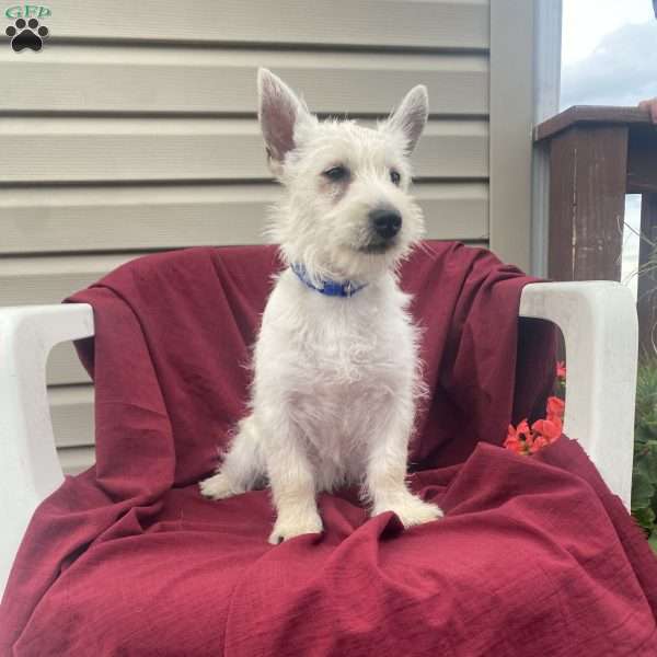 Benson, West Highland Terrier Puppy