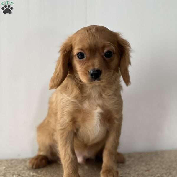 Freddie, Cavapoo Puppy