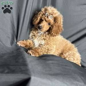 Rada, Toy Poodle Puppy