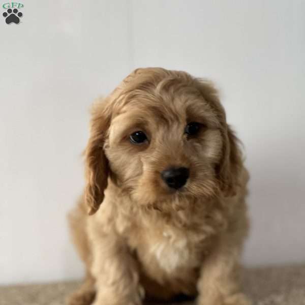 Floyd, Cavapoo Puppy