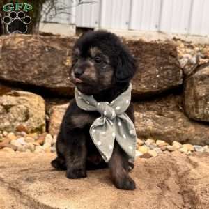 Roscoe, Mini Goldendoodle Puppy