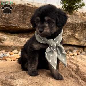 Roscoe, Mini Goldendoodle Puppy