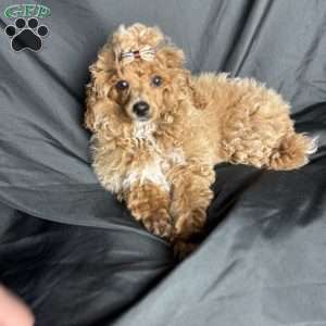 Rada, Toy Poodle Puppy